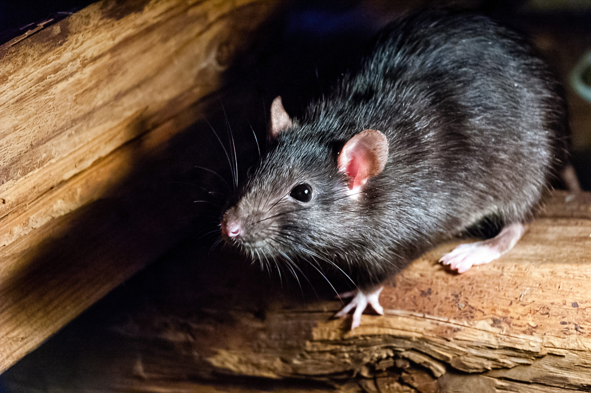 Manchester Township rodent control