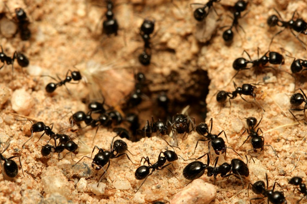 Monroe ant control