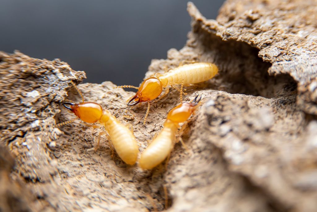 Termite treatment Mount Vernon