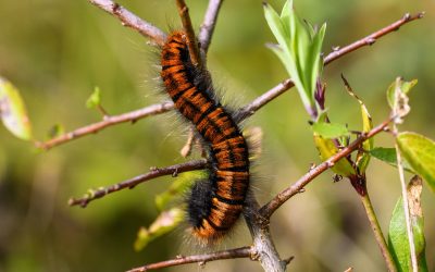 How to Get Rid of Caterpillars in A House