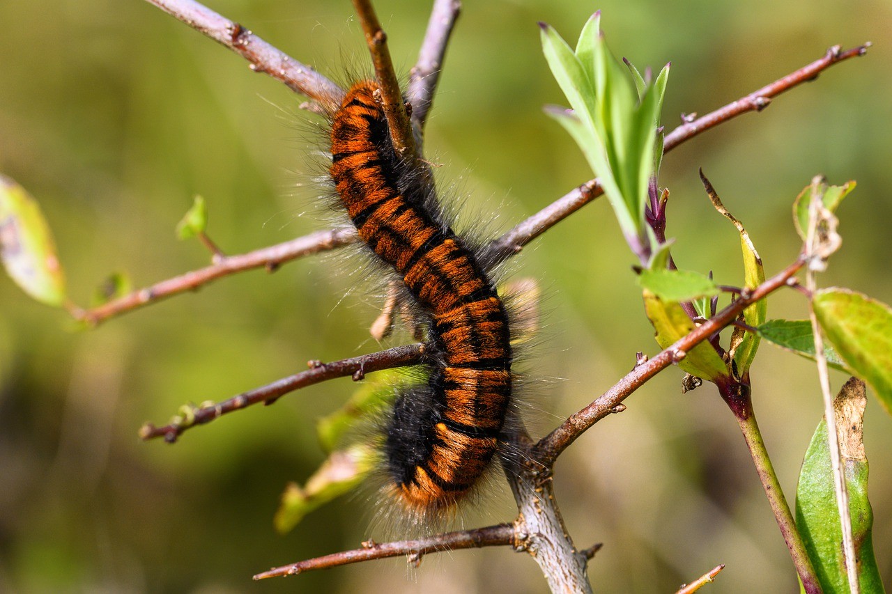 How To Get Rid Of Caterpillars In A House: 10 Ways