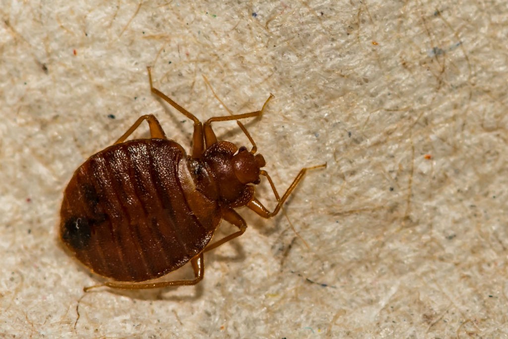 bed bug treatments