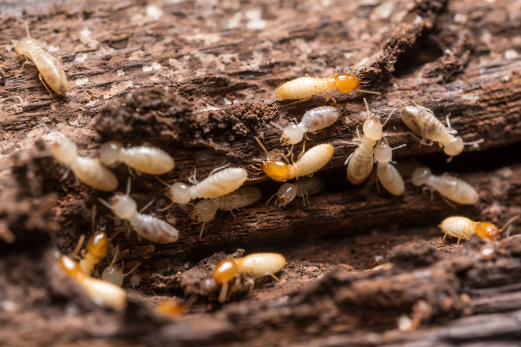 termite control