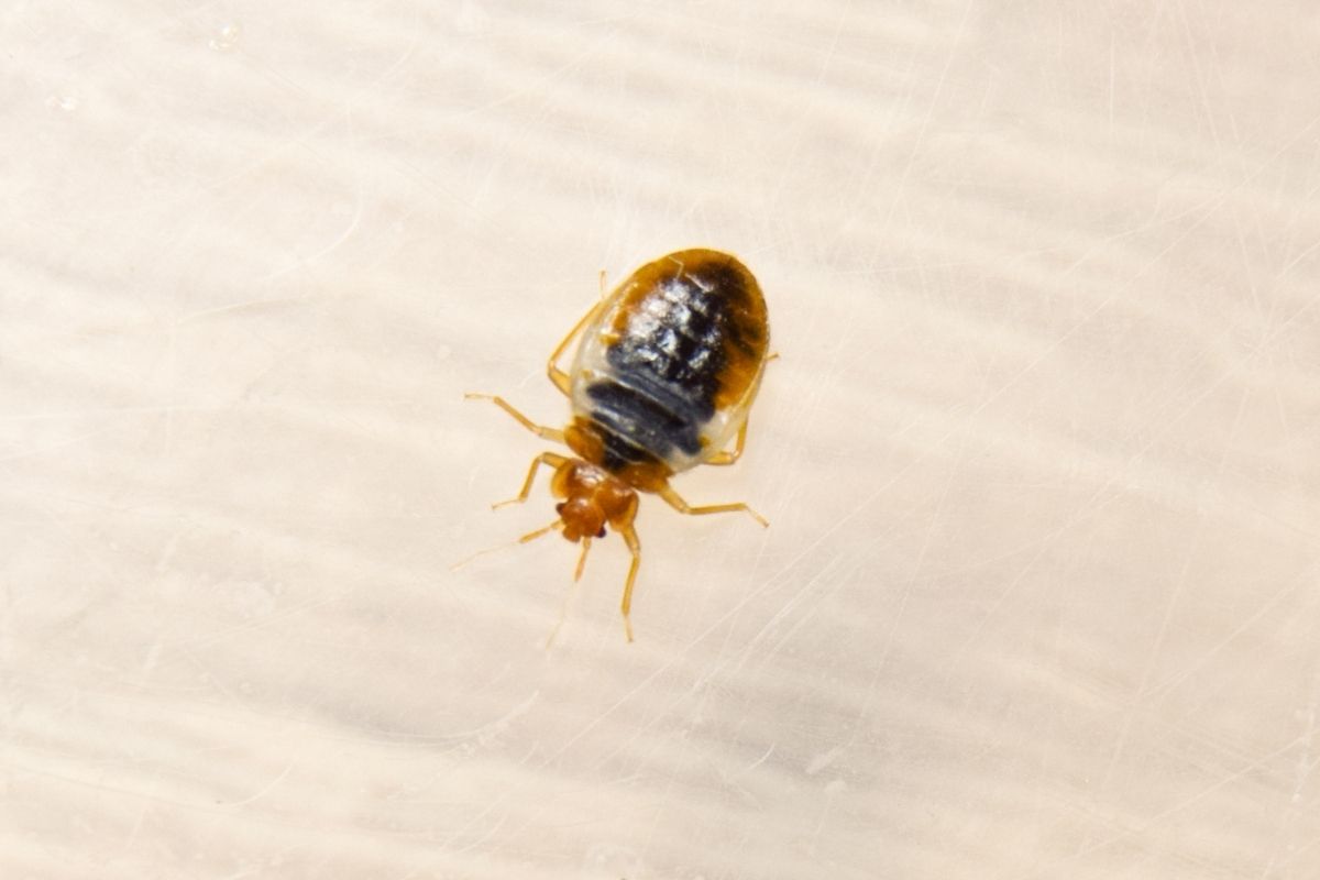 Bedbug Treatments
