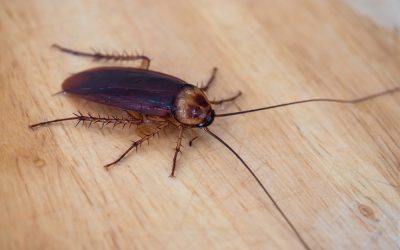 Is That A Cockroach Bite? Here’s 5 Ways To Tell