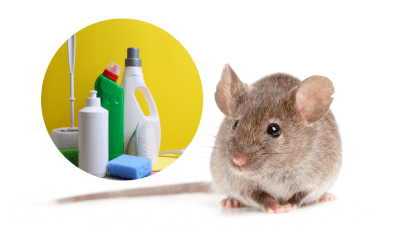 Why You Shouldn’t Use Bleach To Repel Mice