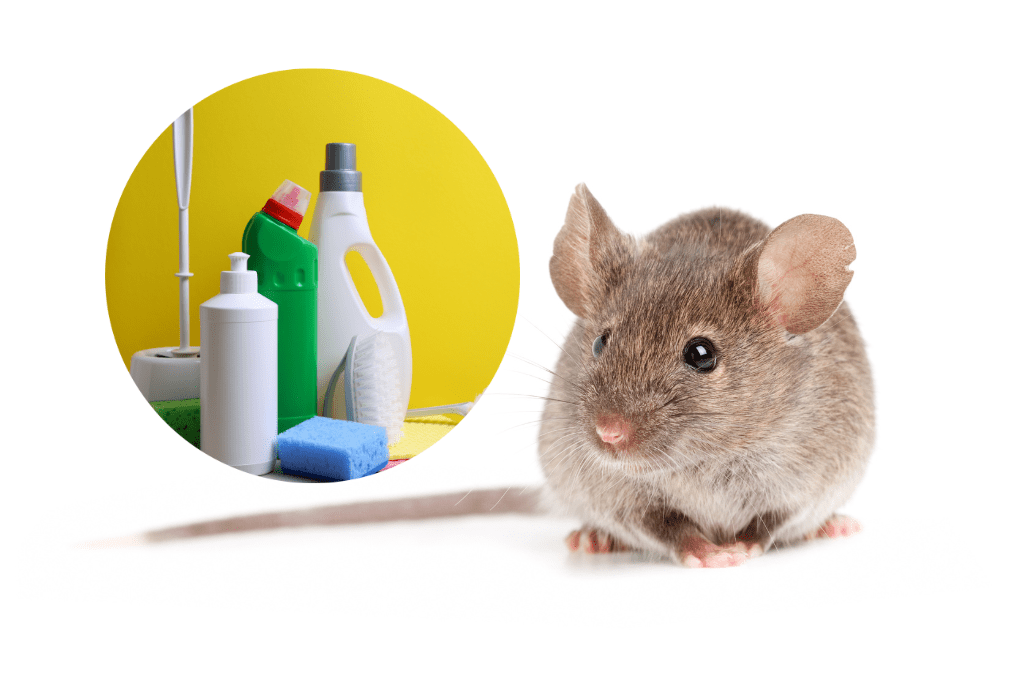 Does bleach repel mice