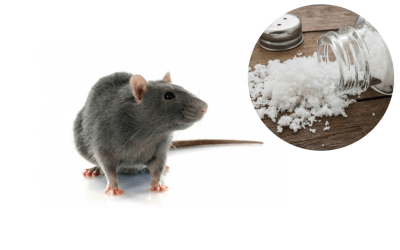 5 Reasons Why You Can’t Kill Rats With Salt