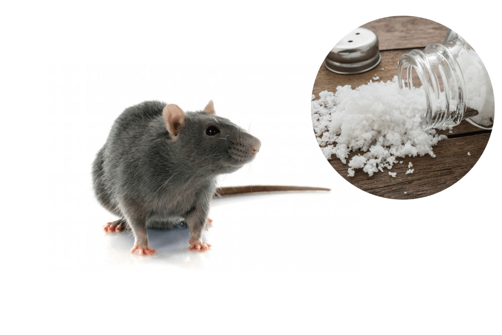 Killing rats with salt
