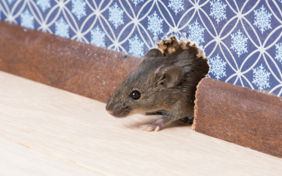5 Ways To End Your Mice In Walls Horror Story