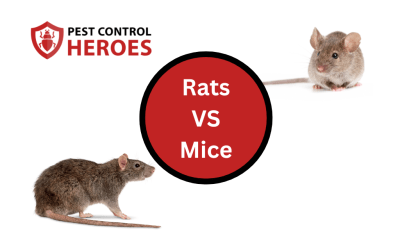 Why The Mice VS Rats Difference Really Matters To You