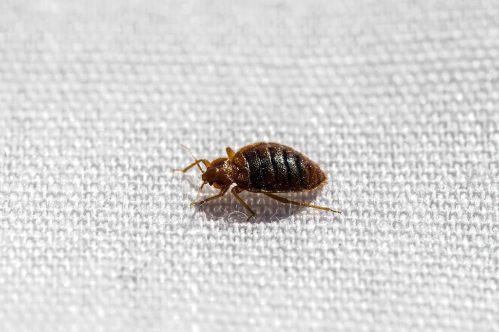 Do bed bugs jump or fly