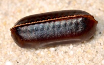 4 Ways To Identify Cockroach Eggs