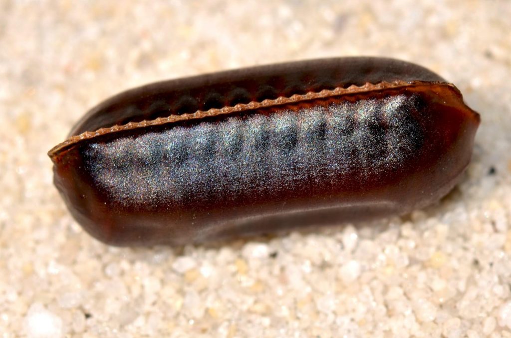 Identify cockroach eggs