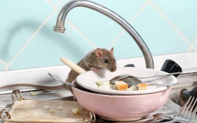 8 Stinky Foods For Your Natural Rat Repellent