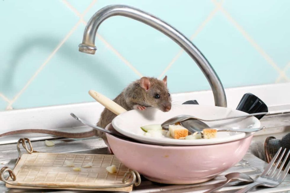 8 Stinky Foods For Your Natural Rat Repellent