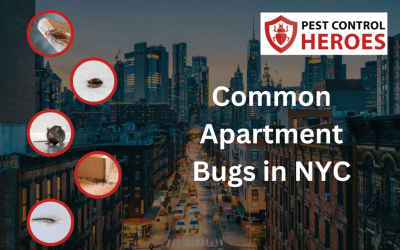 The 5 Most Common NYC Apartment Bugs