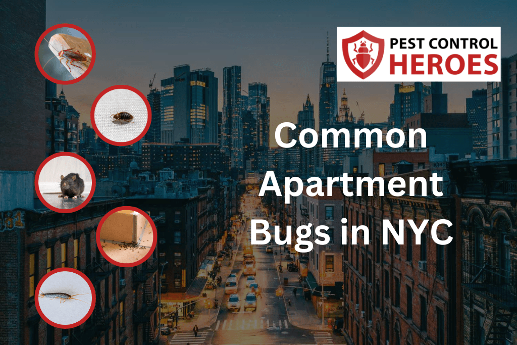 Common nyc apartment bugs banner